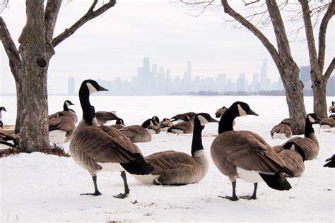 TEI1 41°F to 23°F. . Canada goose chicago